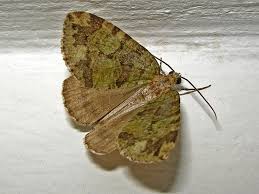 Attēlu rezultāti vaicājumam “Hydriomena furcata”