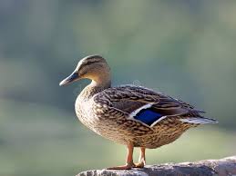 Attēlu rezultāti vaicājumam “Anas platyrhynchos female”