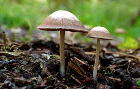 Attēlu rezultāti vaicājumam “Panaeolus papilionaceus”