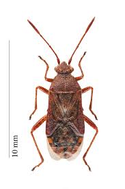 Attēlu rezultāti vaicājumam “Rhopalus maculatus”