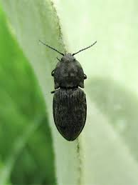 Attēlu rezultāti vaicājumam “Prosternon tessellatum”