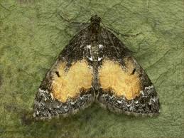 Attēlu rezultāti vaicājumam “Dysstroma truncata”