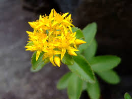 Attēlu rezultāti vaicājumam “Sedum aizoon flower”