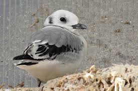 Image result for Rissa tridactyla