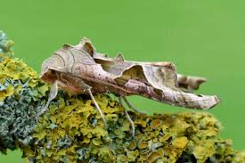 Attēlu rezultāti vaicājumam “Phlogophora meticulosa”