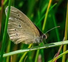 Attēlu rezultāti vaicājumam “Aphantopus hyperantus underside”