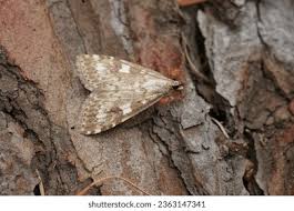 Attēlu rezultāti vaicājumam “Udea olivalis”