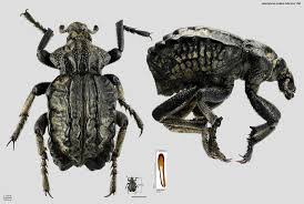 Image result for Brachycerus undatus