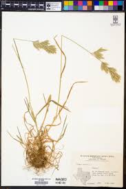 Attēlu rezultāti vaicājumam “Bromus hordeaceus subsp. hordaceus”