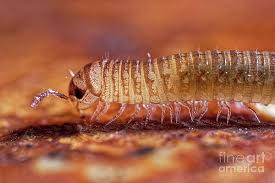 Attēlu rezultāti vaicājumam “Myriapoda”