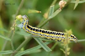 Attēlu rezultāti vaicājumam “Calophasia lunula larva”