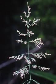 Attēlu rezultāti vaicājumam “Calamagrostis purpurea flower”