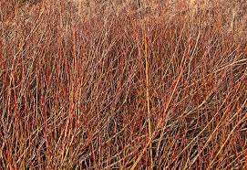 Attēlu rezultāti vaicājumam “Salix x doniana”