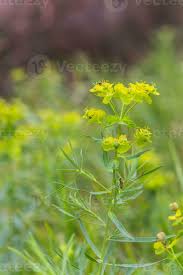 Attēlu rezultāti vaicājumam “Euphorbia virgata”