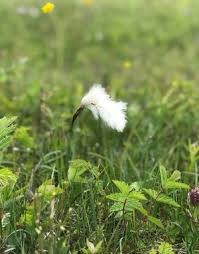Attēlu rezultāti vaicājumam “Eriophorum angustifolium flower”