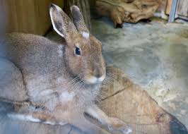 Attēlu rezultāti vaicājumam “Lepus timidus”