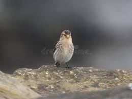 Image result for twite photo