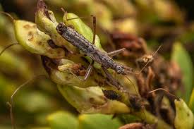 Attēlu rezultāti vaicājumam “Nabidae”