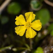 Image result for Seekanne