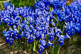 Attēlu rezultāti vaicājumam “Iris reticulata flower”