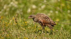 Image result for Crex crex