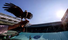 Image result for Wimbledon Hawks
