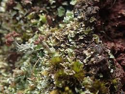 Attēlu rezultāti vaicājumam “Cladonia parasitica”
