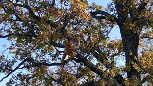 Attēlu rezultāti vaicājumam “exuvia”