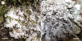 Attēlu rezultāti vaicājumam “Physconia detersa”