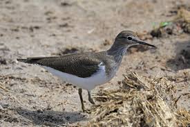 Attēlu rezultāti vaicājumam “Actitis hypoleucos”