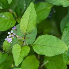 Attēlu rezultāti vaicājumam “Trichia erecta stalked”