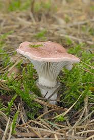 Attēlu rezultāti vaicājumam “Gomphidius roseus”