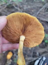 Attēlu rezultāti vaicājumam “Gymnopilus picreus”