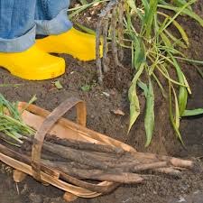 Image result for Schwarzwurzeln