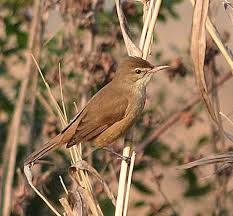 Image result for Acrocephalus aedon