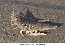 Attēlu rezultāti vaicājumam “Saduria entomon”