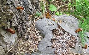 Attēlu rezultāti vaicājumam “Sacchiphantes abietis exuvia”