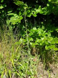 Attēlu rezultāti vaicājumam “Arabis glabra”