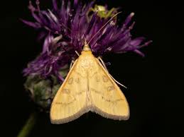 Attēlu rezultāti vaicājumam “Mecyna flavalis”