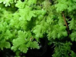 Attēlu rezultāti vaicājumam “Trichocolea tomentella”