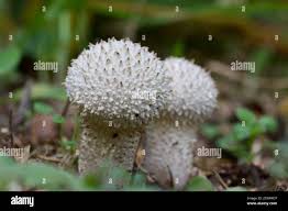 Attēlu rezultāti vaicājumam “Reticularia lycoperdon young”