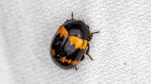 Attēlu rezultāti vaicājumam “Diaperis boleti nest”