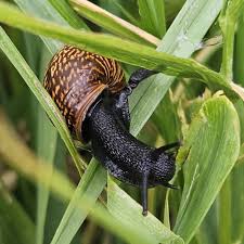 Attēlu rezultāti vaicājumam “Arianta arbustorum”