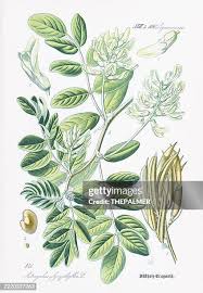 Attēlu rezultāti vaicājumam “Astragalus glycyphyllos fruit”