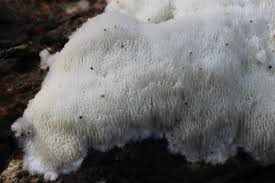 Attēlu rezultāti vaicājumam “Ceriporiopsis resinascens”