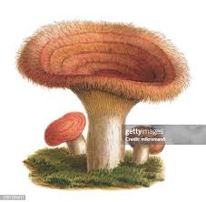 Attēlu rezultāti vaicājumam “Lactarius torminosus”