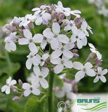 Attēlu rezultāti vaicājumam “Lunaria rediviva fruit”