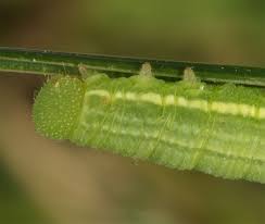 Attēlu rezultāti vaicājumam “Coenonympha hero underside”