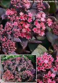 Attēlu rezultāti vaicājumam “Hylotelephium telephium flower”