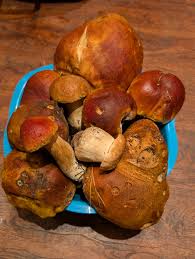 Attēlu rezultāti vaicājumam “Boletus edulis”